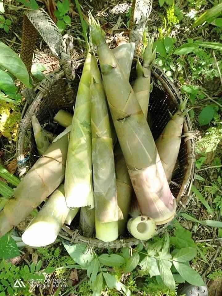 mang-tuoi-0313.jpg