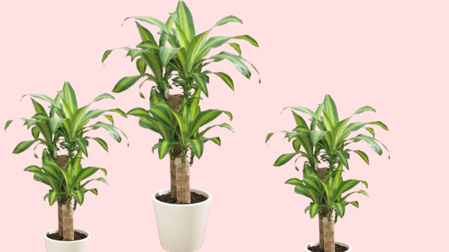 Thiết mộc lan là cây cảnh phong thủy thu hút tài lộc