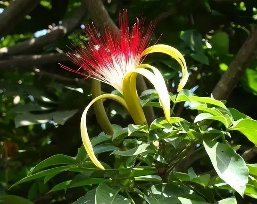 Cây kim ngân (Lonicera periclymenum) là cây cảnh rất phổ biến trong cuộc sống. 
