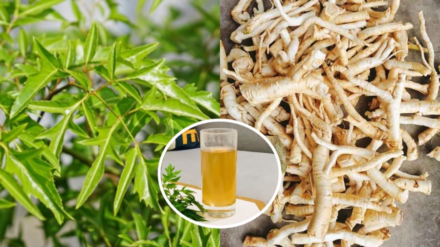 Nước rễ đinh lăng mang lại nhiều lợi ích đối với sức khỏe.