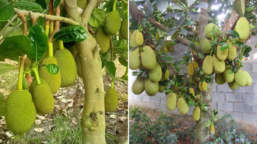 Cây mít không chỉ được trồng để lấy bóng mát, lấy quả mà còn có ý nghĩa riêng trong phong thủy.