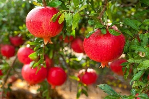 Không chỉ mang đến bóng mát và những mùa trái ngọt, cây ăn quả lâu năm còn được xem là biểu tượng của sự sinh sôi, phát triển bền vững và tài lộc viên mãn.