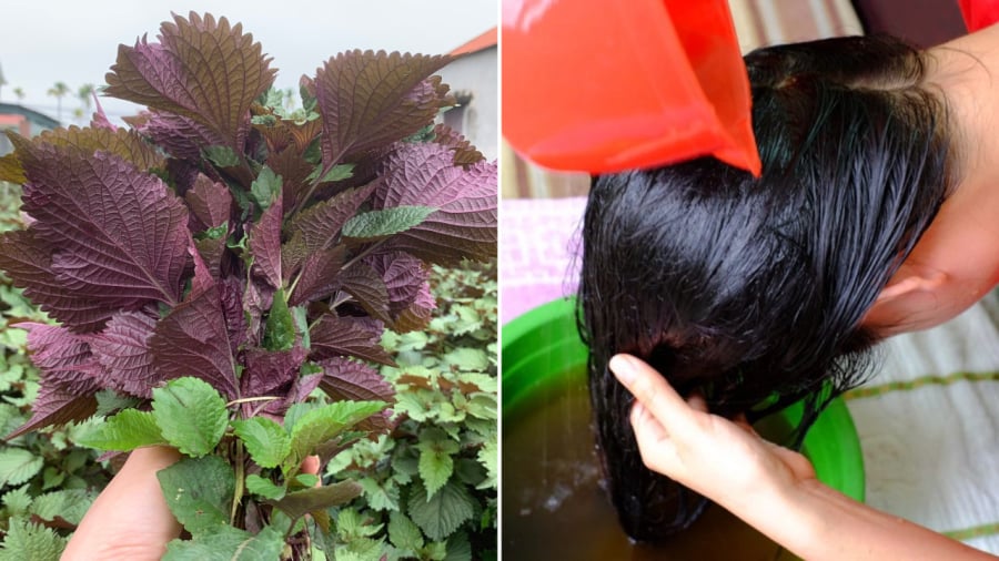Gội đầu bằng nước lá tía tô mang lại nhiều lợi ích cho mái tóc như giúp giảm rụng tóc, kích thích mọc tóc.