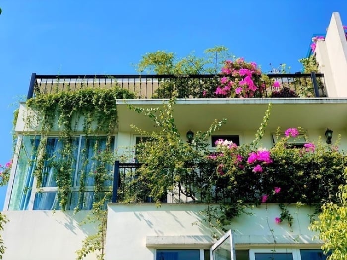 Hoa giấy trồng leo ban công xua đi vận xui