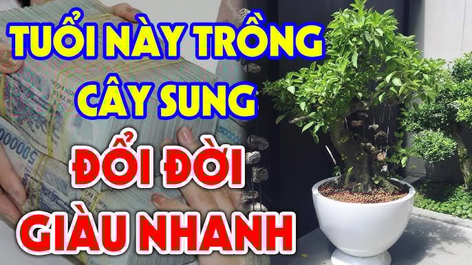 Trồng Sung Cực Thịnh: 3 tuổi hợp mệnh trồng 1 cây Tiền - Tài đủ cả