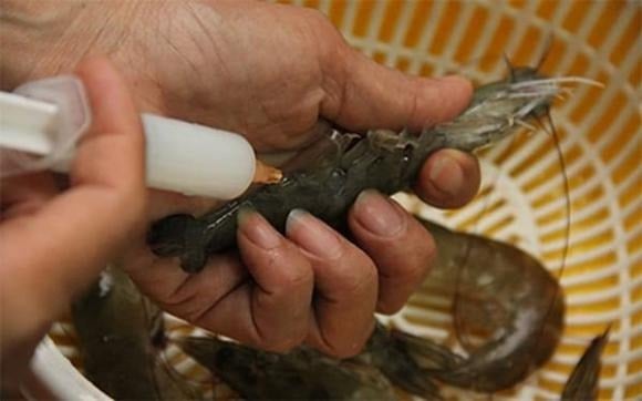 Tôm tự nhiên có kích thước không đồng đều, thân đầy đặn nhưng không phình quá mức.