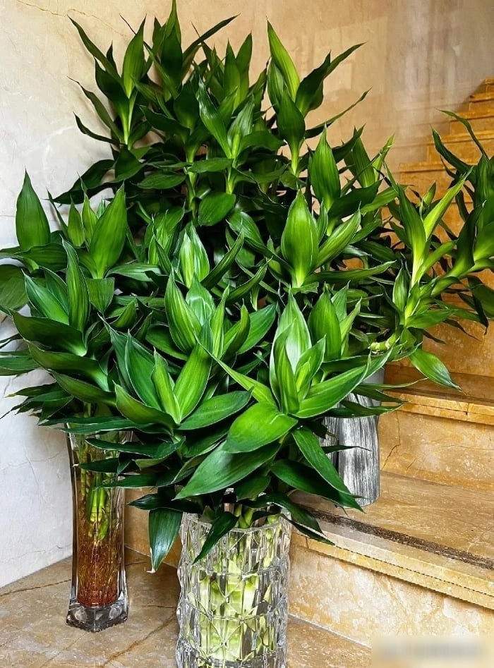 Trồng cây phát lộc trong nhà - dễ tích tụ sâu bệnh