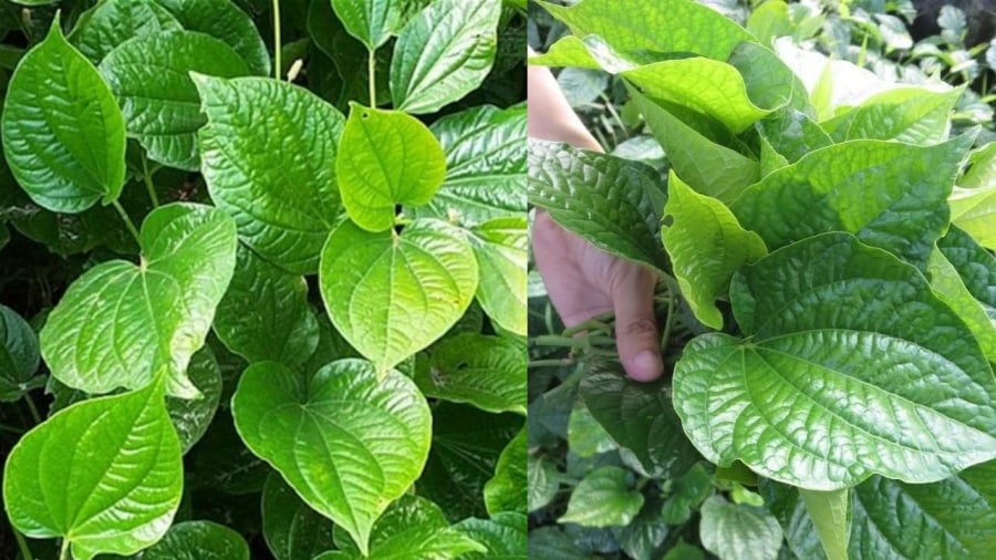 Lá lốt tốt cho sức khỏe nhưng không nên lạm dụng