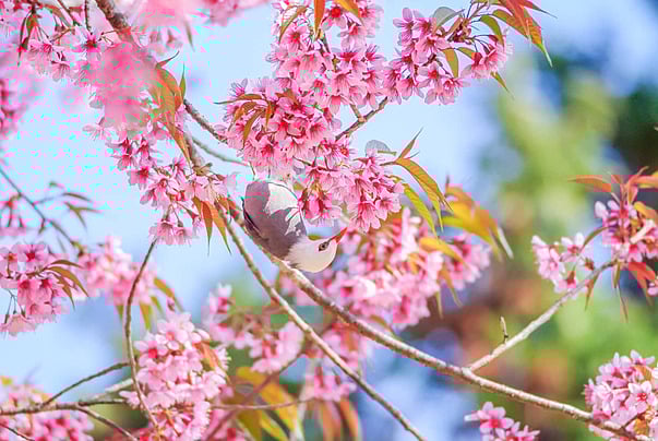 pngtree-pink-cherry-blosssom-with-white-headed-bulbul-bird-branch-garden-sakura-photo-image_29103060