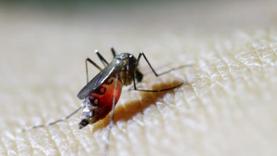 Bệnh sốt Chikungunya có thể lây truyền qua muỗi vằn.