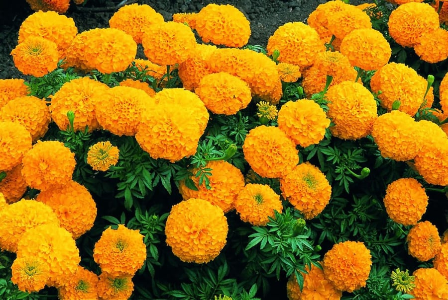 Cúc vạn thọ dâng cúng người đã khuất và thường có mùi lại thu hút côn trùng