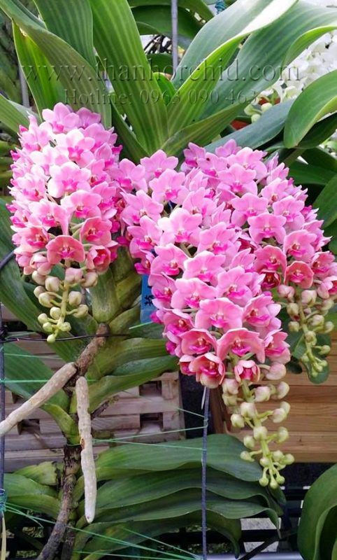 Hoa giả hút bụi bẩn vi khuẩn