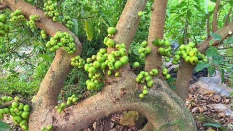 Cây sung to lớn không nên trồng trước nhà mà nên chuyển ra sau nhà