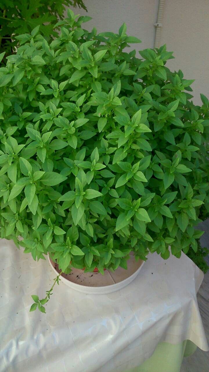 Húng quế vừa thơm vừa nhiêu công dụng