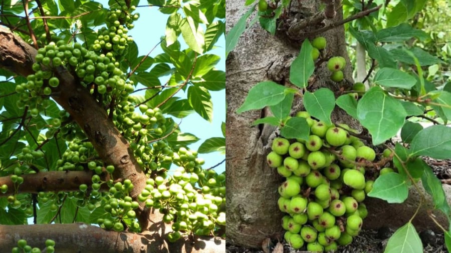 Cây sung mang ý nghĩa phong thủy tốt lành