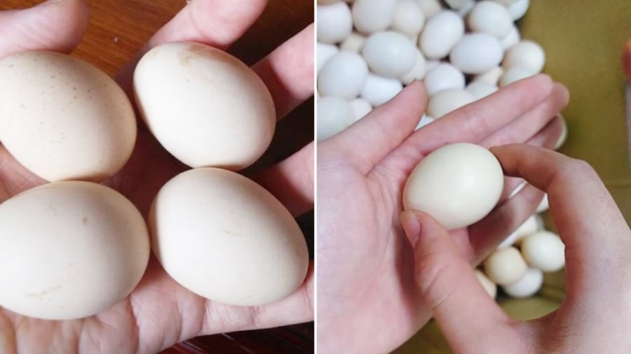 Có nhiều yếu tố có thể ảnh hưởng đến kích thước của trứng gà.