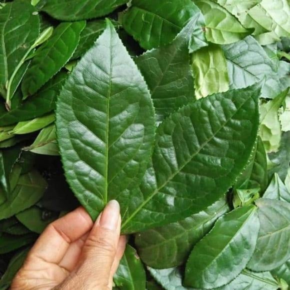 Chè xanh tươi nổi tiếng với khả năng giải nhiệt, thải độc.