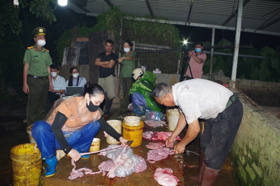 Theo thông tin từ Cục Chăn nuôi và Thú y (Bộ Nông nghiệp và Phát triển nông thôn), trong hai tháng gần đây – tháng 6 và 7/2025 – dịch tả lợn châu Phi đang có chiều hướng gia tăng nhanh