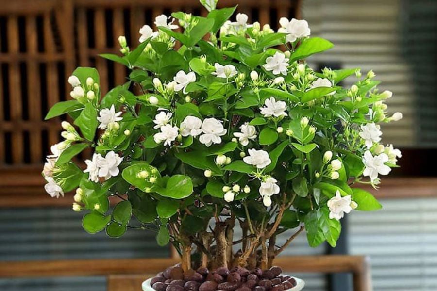 Hoa nhài
