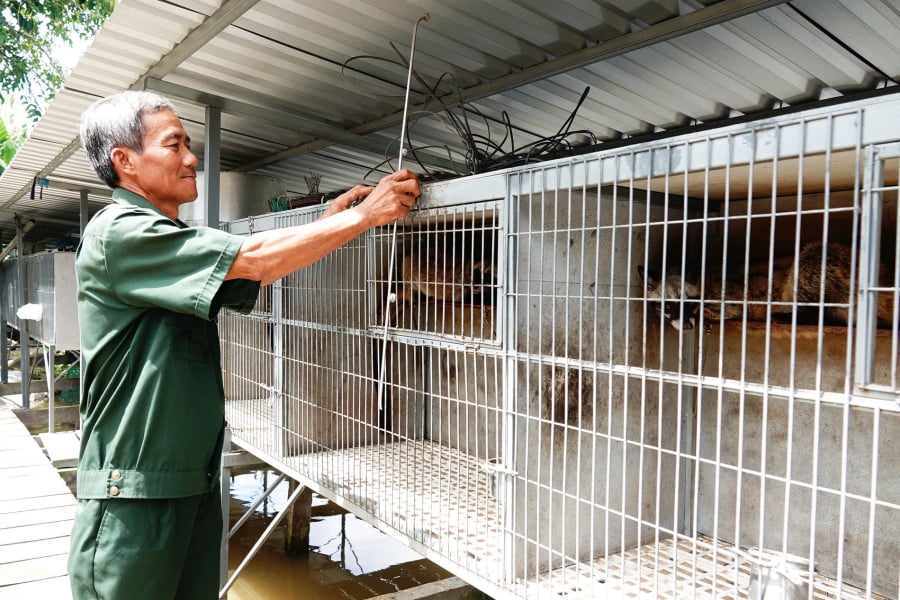 Sau một thời gian tham quan các trại nuôi, ông trở về với quyết định táo bạo: vay 50 triệu đồng từ ngân hàng Chính sách xã hội để mua 3 con chồn giống và dựng chuồng trại