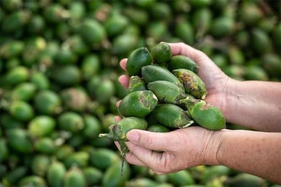Trong trầu cau chứa các chất như arecoline – một hợp chất có khả năng gây kích ứng mạnh. 