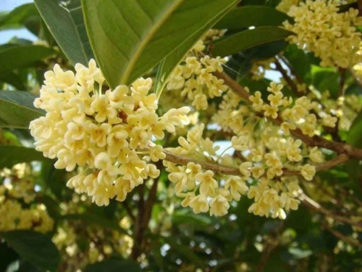 Cây mộc hương