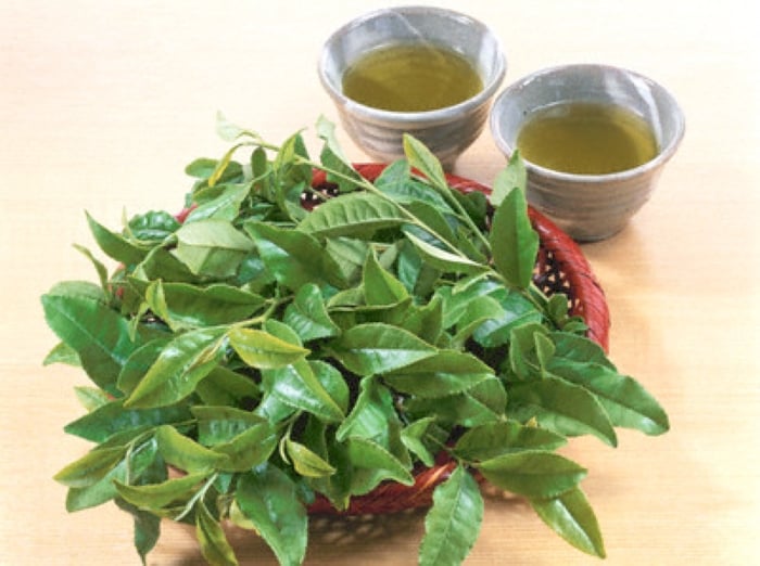Lá chè xanh