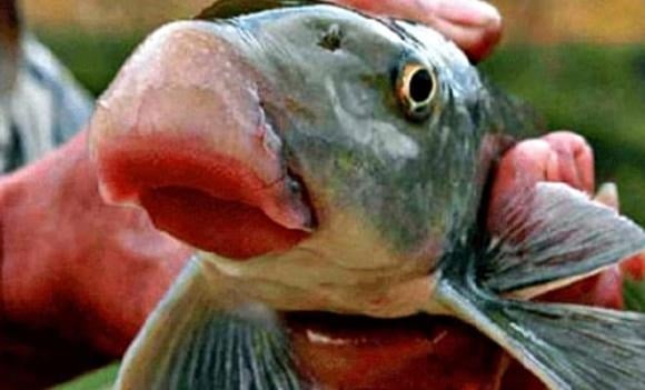 Được mệnh danh là “cá tiến vua”, cá anh vũ sinh sống ở những vùng nước sâu, nơi đáy sông có nhiều ghềnh đá như sông Gâm, sông Chảy hay sông Hồng. 
