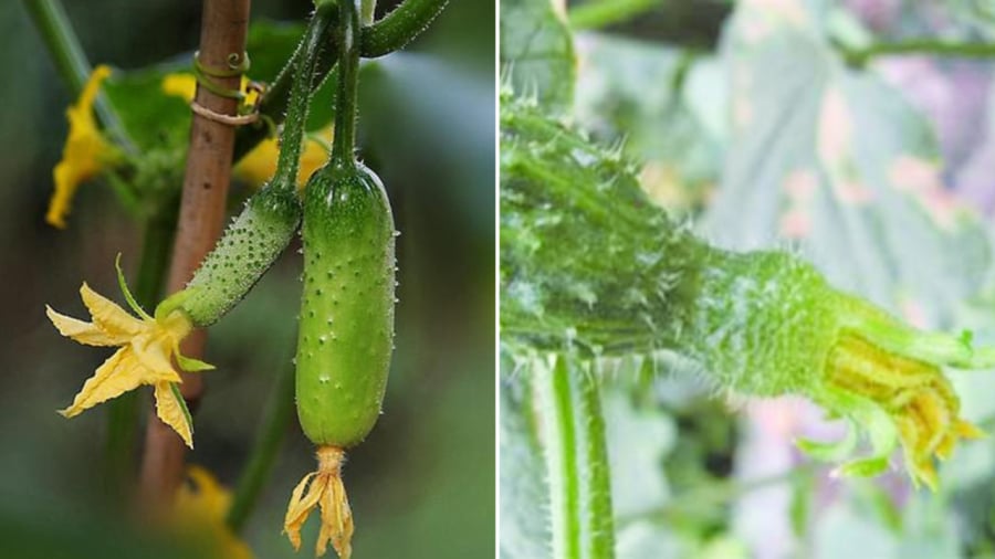 Quả dưa chuột có kích thước lớn bất thường, hoa còn tươi mà phần thân đã phình to là dấu hiệu cảnh báo đó có thể là sản phẩm của hóa chất kích thích.