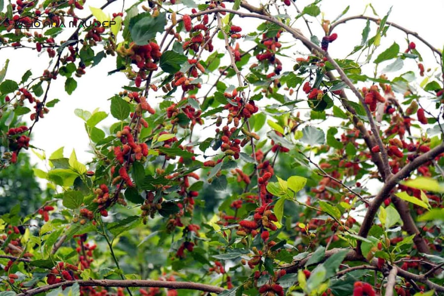 Cây dâu tằm