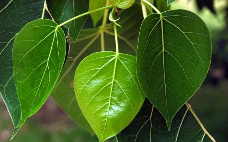 Lá cây bồ đề rất đẹp