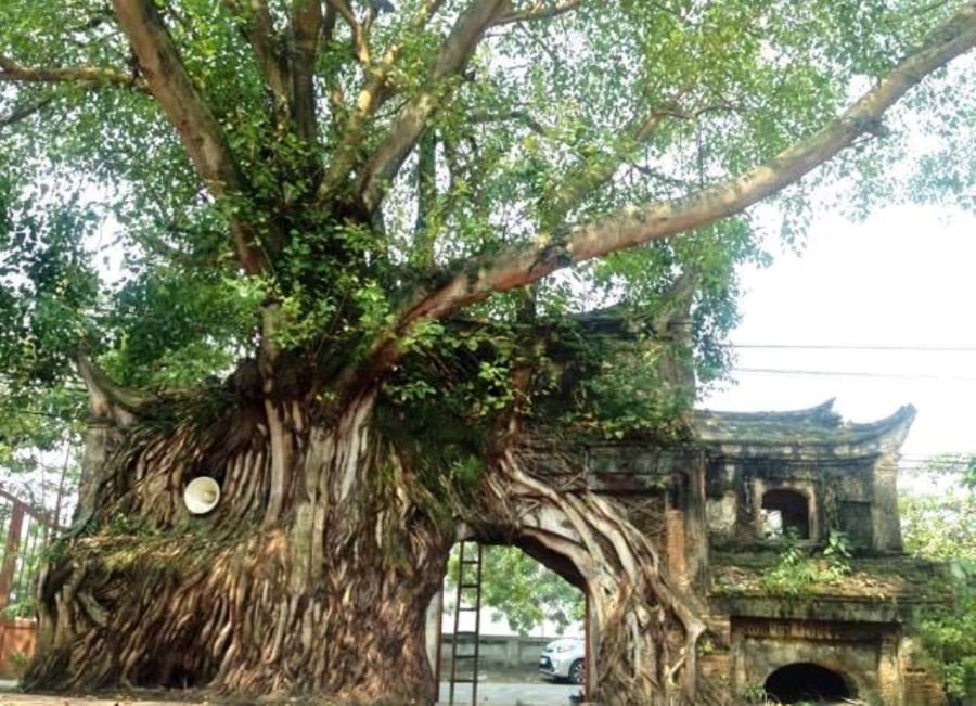 Cây bồ đề là loài cây sống lâu năm (vài trăm năm đến nghìn năm tuổi).