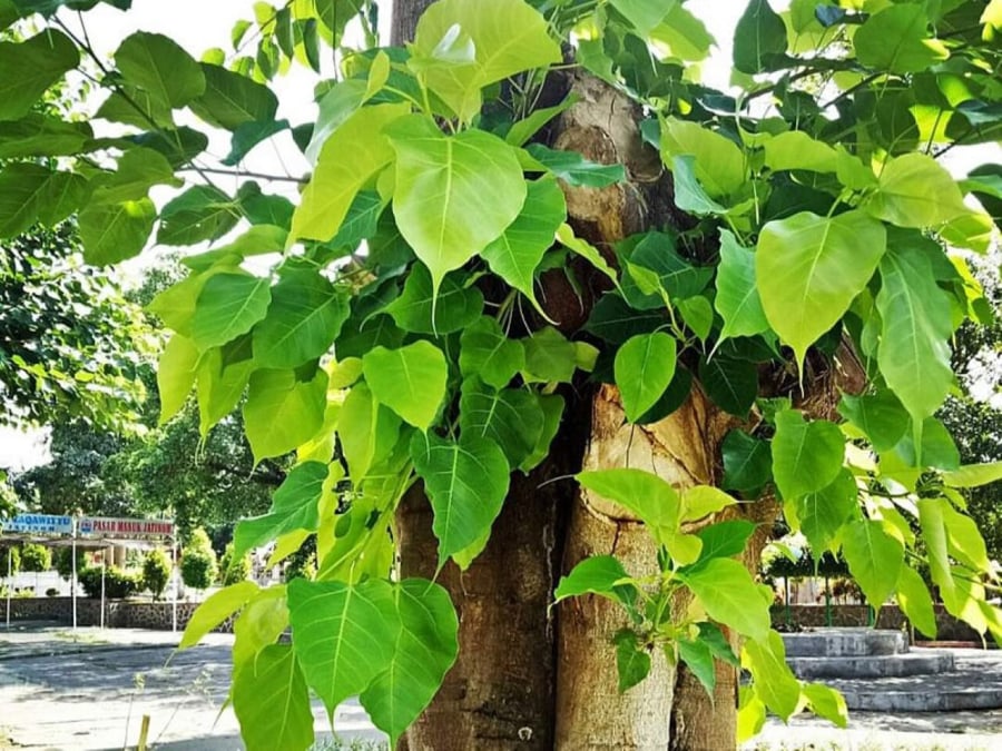 Cây bồ đề phong thủy được khuyên nên trồng trước nhà với khả năng trừ tà, đuổi ma. Ngoài ra, cây còn có nhiều tác dụng chữa bệnh...