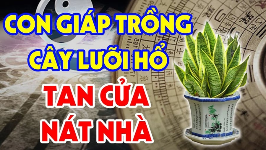 Cây Lưỡi Hổ hợp phong thủy nhưng có 2 người rất kị, cây xanh tốt người khánh kiệt