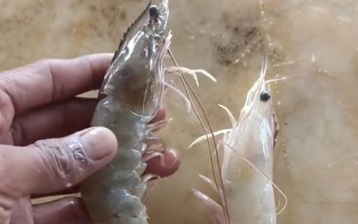 Muốn biết tôm nuôi hay tôm tự nhiên chỉ cần làm 1 việc, chẳng lo người bán qua mặt