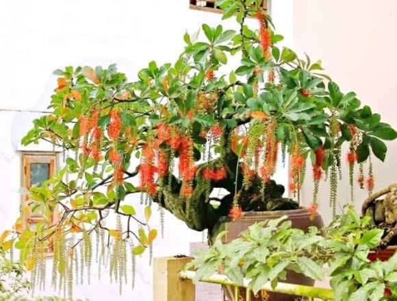 Mang cái tên đã đậm chất phong thủy, “lộc vừng” từ lâu được tin là cây cảnh hút tài lộc, mang lại phú quý, sung túc và may mắn cho gia đình.