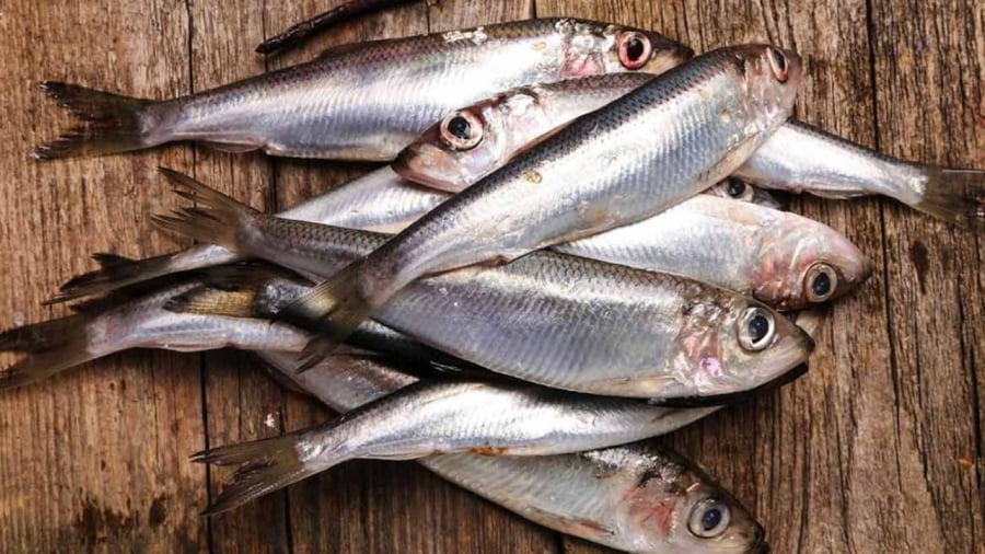 Cá mòi được đánh giá cao về mặt giá trị dinh dưỡng, đặc biệt là có hàm lượng omega-3 cao.