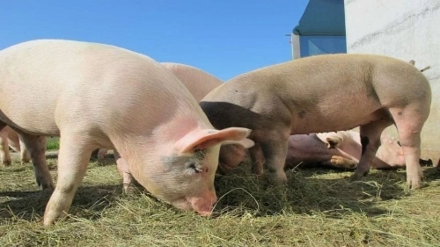 Hy vọng có thể ghép tạng từ lợn đặc biệt này sang người