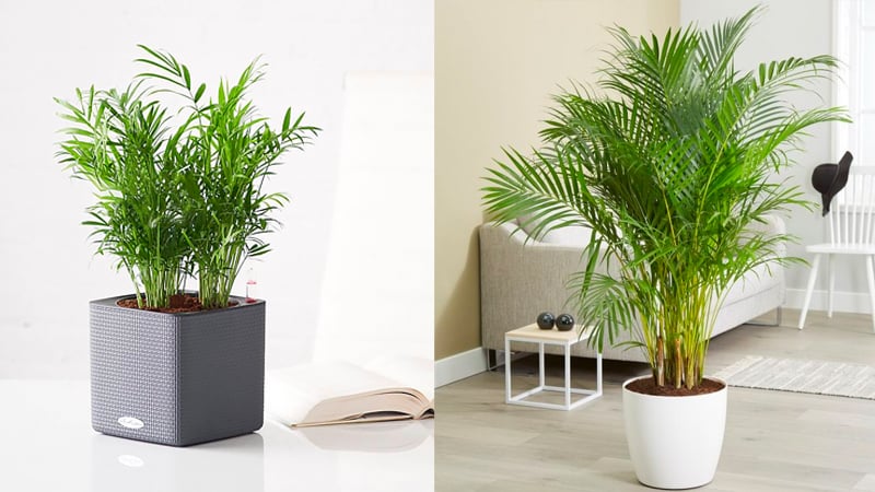 Cây cau cảnh giúp tạo độ ẩm không khí mát mẻ một cách tự nhiên và lọc một số chất độc trong không khí.