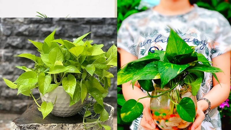 Cây trầu bà ưa ẩm, đem lại không khí mát mẻ trong lành cho không gian sống.