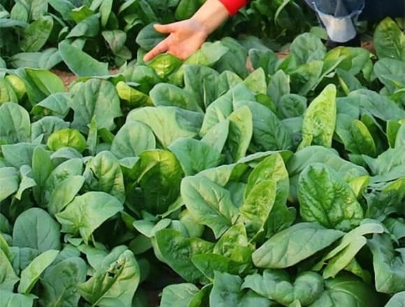 Cải bó xôi – hay còn gọi là rau chân vịt – có xuất thân từ vùng Ba Tư cổ, sau đó lan rộng sang nhiều khu vực như châu Âu, châu Á và hiện nay được trồng phổ biến ở nhiều tỉnh thành tại Việt Nam.