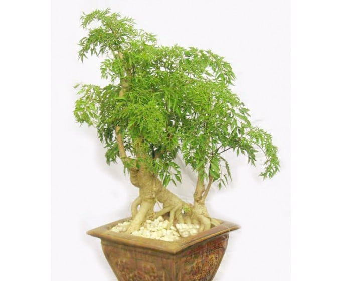 cay-dinh-lang-ngam-ruou-1-1