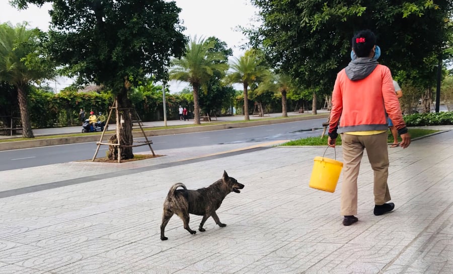 Tránh khu vực chó thả rông