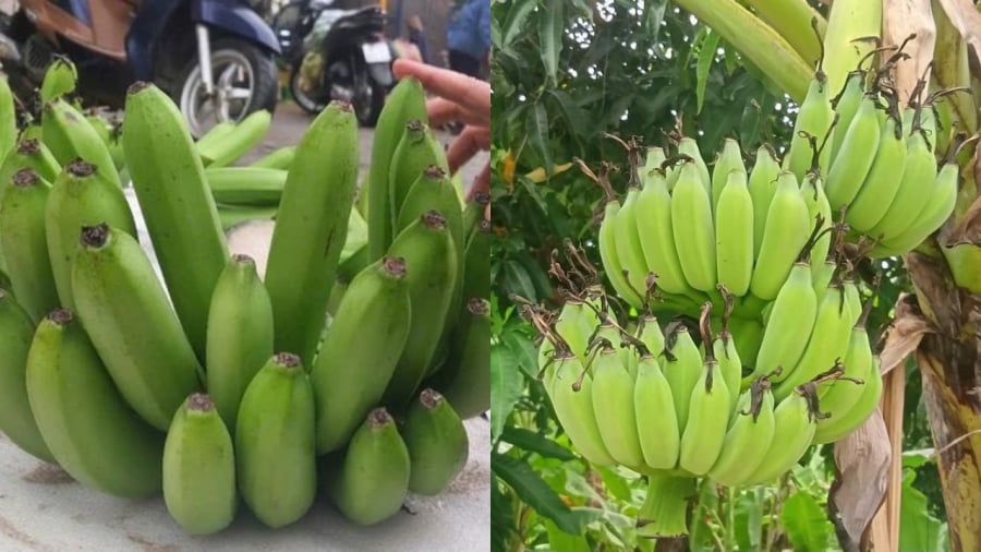 Chú ý khi chọn chuối dâng cúng