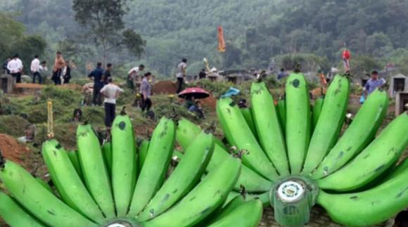 Dân gian truyền rằng tháng 7 âm kiêng cúng chuối và đặc biệt kiêng không mang ra mộ cúng