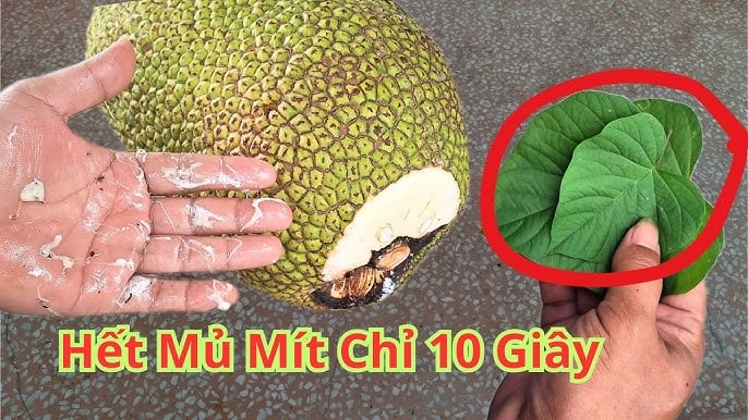 Bổ mít cứ lấy sẵn thứ này ngoài vườn, chẳng phải lo dính nhựa