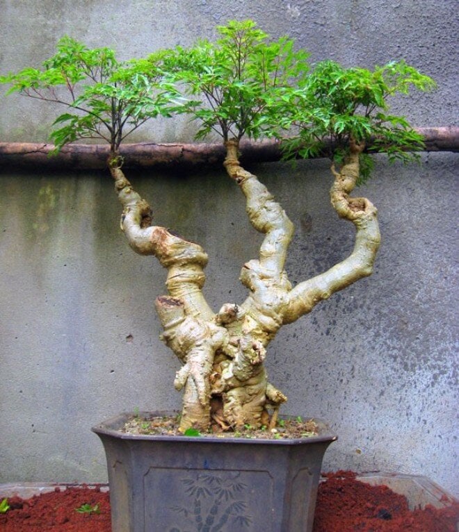 trong-cay-dinh-lang-cang-lau-cang-tot-gia-dinh-cang-thinh-vuong-nhieu-nguoi-dang-trong-sai-ma-khong--5-1726314025-378-width660height766