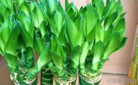 Khi chăm sóc cây theo phương pháp thủy canh, yếu tố dinh dưỡng rất quan trọng. 