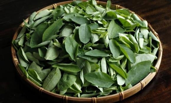 Việc thường xuyên thêm rau ngót vào khẩu phần ăn của trẻ mang lại nhiều tác động tích cực cho sức khỏe.