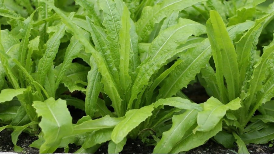 Rau diếp thơm bổ sung vitamin A cho cơ thể    